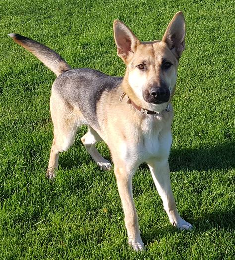 Asher 1 Year Old Female German Shepherd Dog Cross Available For Adoption