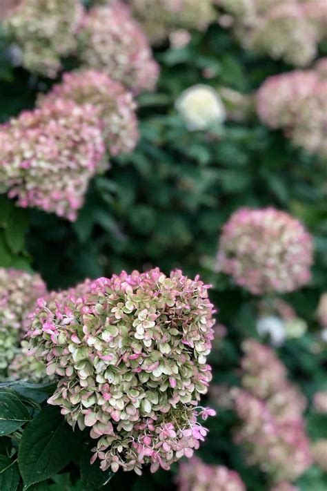 Little Lime Hydrangea Care A Gardeners Guide To Dwarf Limelight