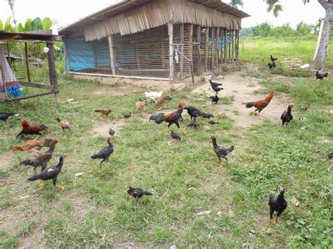 Cara Ternak Ayam Kampung Dengan Modal Yang Cukup Terjangkau