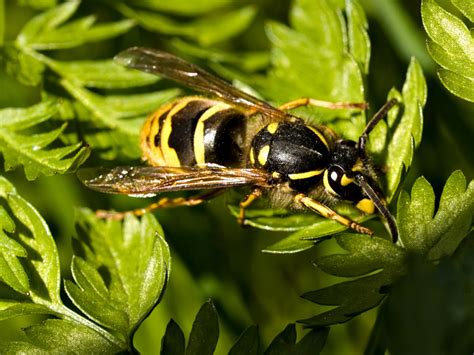 Macro Photo Of A Common Wasp Photos From Northern Norway A Photo Blog