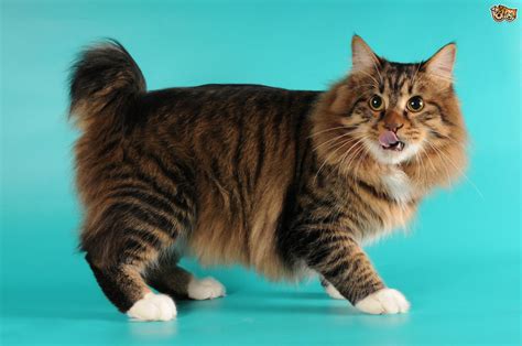 The Top 8 Largest Domestic Cat Breeds Pets4homes