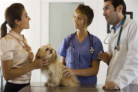 Positive & Negative Features of Being a Veterinarian | Career Trend