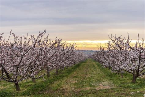 Peach Tree In Bloom With Pink Flowers At Sunrise Aitona Agriculture