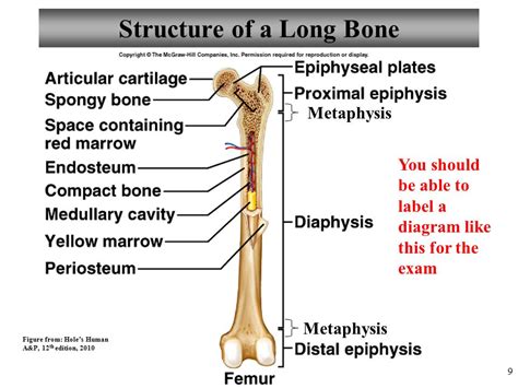 The shiny, articulating cartilage on the ends of a bone. Label the major structures of this long bone femur IAMMRFOSTER.COM