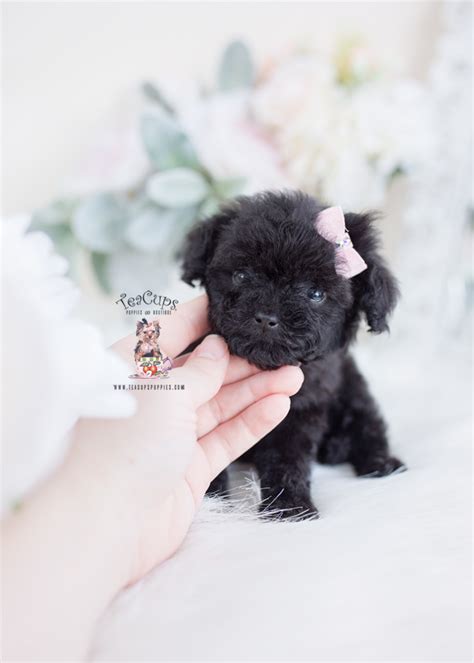 Tiny Black Toy Poodle For Sale Teacup Puppies 058 C Teacup Puppies