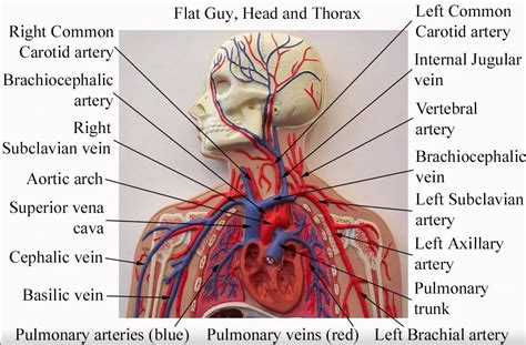 There are three major types of blood vessels: Upper Major Systemic Arteries | Human anatomy and ...