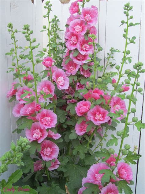 After flowering cut back plants hard, to within a few in. Summer Carnival Pink Hollyhocks | Hollyhocks flowers, Pink ...