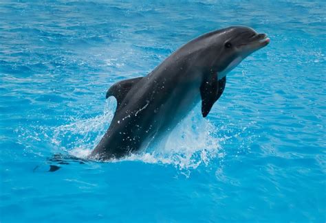 What Do Dolphins Eat In Wildcaptivity Hunting Techniques