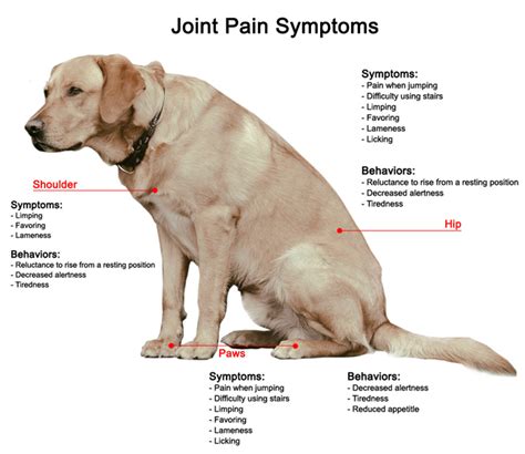 Symptoms Of Arthritis In A Dog Gegu Pet