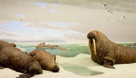 Walrus The Walrus—or Odobenus Rosmarus Literally The Tooth Walking