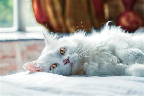 7 Cara Mudah Merawat Kucing Anggora Makin Menawan
