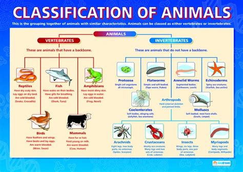 Invertebrates 5 Types Of Invertebrates Classification Of Animals
