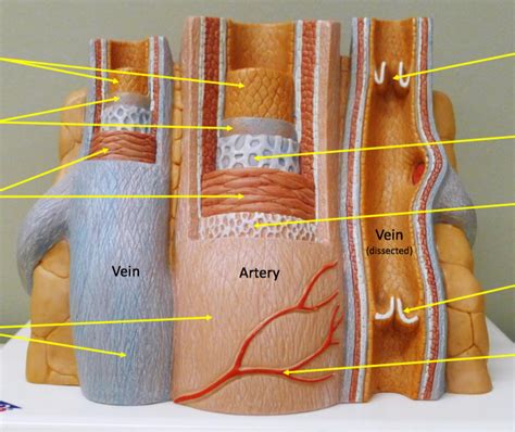 Artery And Vein Model Diagram Quizlet