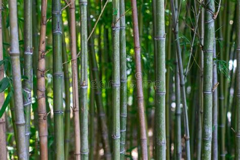 The Stalks Of Bamboo Green Bamboo Closeup Stock Photo Image Of