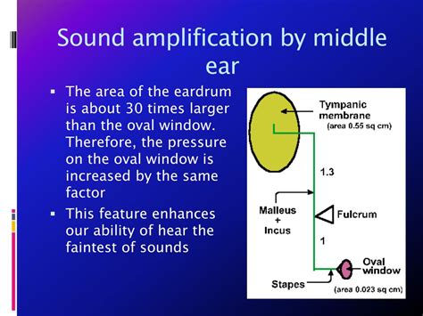 Ppt Sound And Human Ear Powerpoint Presentation Free Download Id