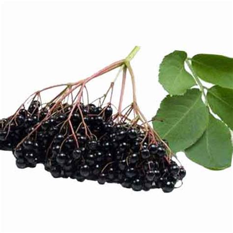 American Black Elderberry Nutrition Facts American Black Elderberry