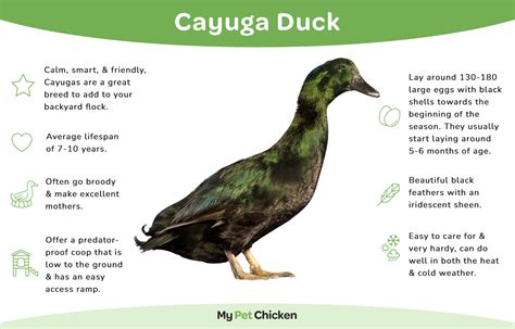 Cayuga Duck Breed The Complete Guide My Pet Chicken