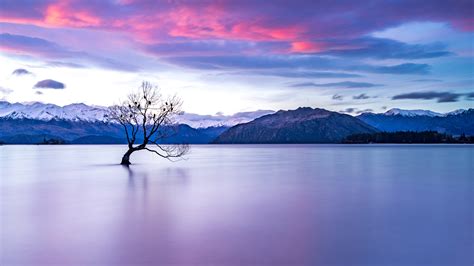 Download New Zealand Tree Mountain Nature Lake 4k Ultra Hd Wallpaper