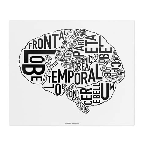 Typographic Anatomical Brain Diagram Print Brain Anatomy