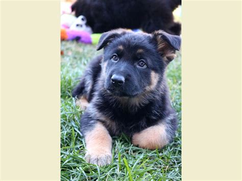 Bi Colored And Black German Shepherd Puppies For Sale