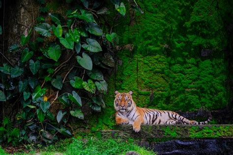 Premium Photo Bengal Tiger Resting Near With Green Moss From Inside