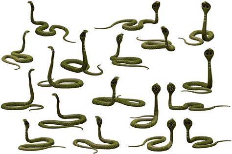 Download A Black And Yellow Snake 100 Free Fastpng
