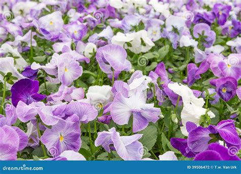 Flower Field Of Purple Violets Stock Photo Image Of Decorative