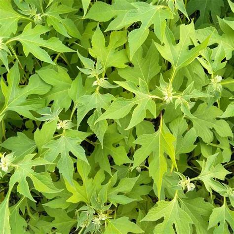 Maybe you would like to learn more about one of these? 4000+ Gambar Daun Insulin HD Paling Baru - Gambar ID