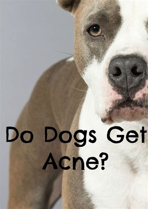 Will Dog Acne Go Away