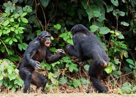 What Do Monkey Fights Tell Us About Animal Society Structure •
