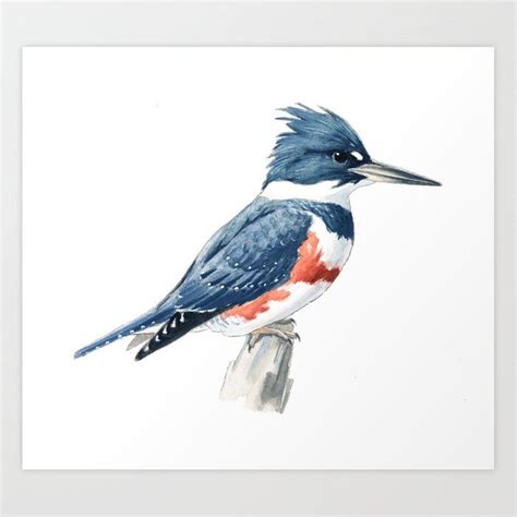 Buy Belted Kingfisher Art Print By Todd Telander Worldwide Shipping