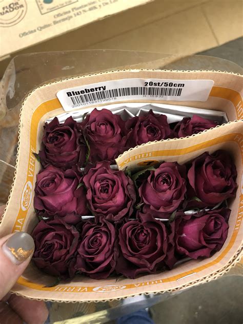 These Roses Blueberry One Of My Favorites For A Deeper Mauve