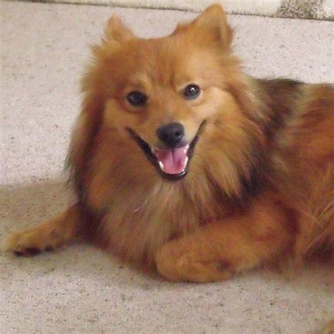 German Spitz Breed Guide Learn About The German Spitz
