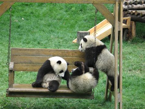 Three Panda Cubs Playing On A Swing At The Wolong Panda Reserve