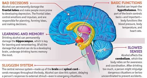 Effects Of Alcohol On The Body And Brain Rehab Guide Clinics