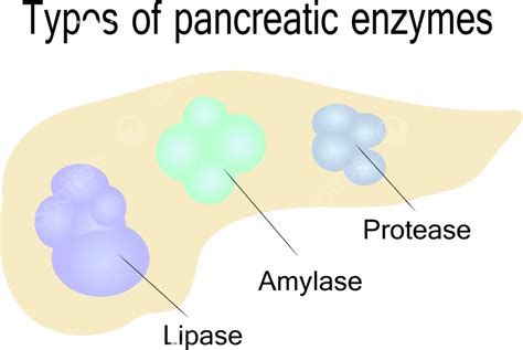 Types Of Pancreatic Enzymes Digestive Pancreatitis Biochemistry Vector