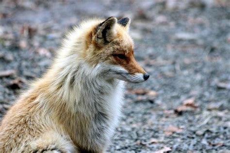 Foxes are also known to eat fruits and vegetables including berries, seeds, and fungi. What Do Foxes Eat? | Science Trends