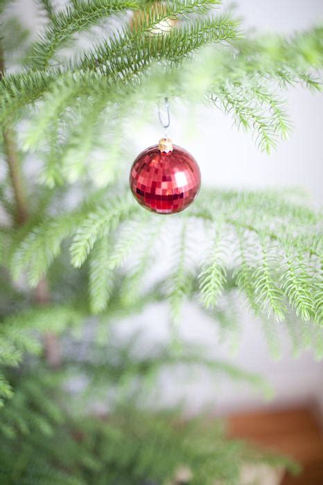 Free Stock Photo 8669 Single Red Bauble Hanging On Christmas Tree