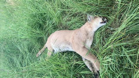 What Researchers Will Learn Next About The Cougar Found In The Twin