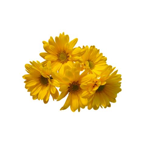 flowers yellow sunflowers happy spring summer aes transparent filler png image