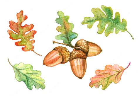Premium Vector Set Of Watercolor Oak Leaves And Acorns