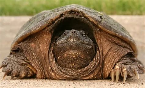 Can A Turtle Survive Without Its Shell Turtle Shells Explained