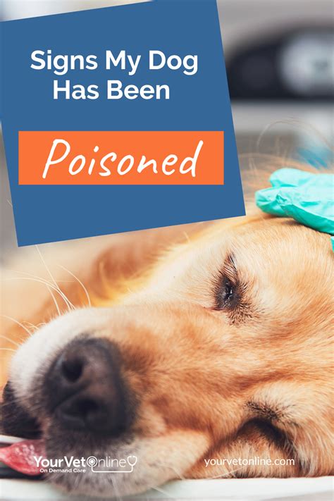 Do You Know The Signs That Your Dog Has Been Poisoned