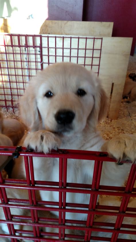 Look at pictures of golden retriever puppies who need a home. Golden Retriever Puppies For Sale | Marion, MI #272850