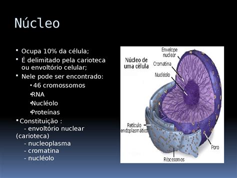núcleo celular slides sobre a estrutura e função do núcleo celular docsity