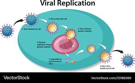 Viral Replication Infographic For Education Vector Image