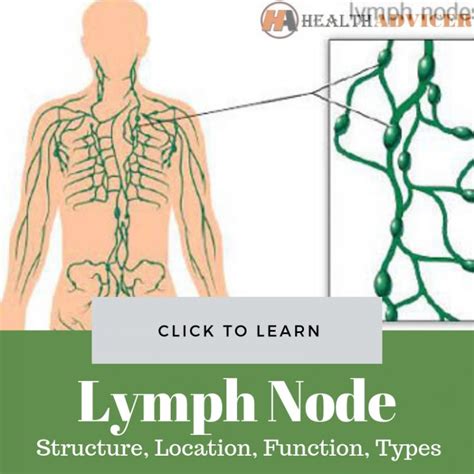 Lymph Node Structure Location Function Types And Diseases