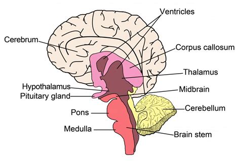What Is The Midbrain With Pictures