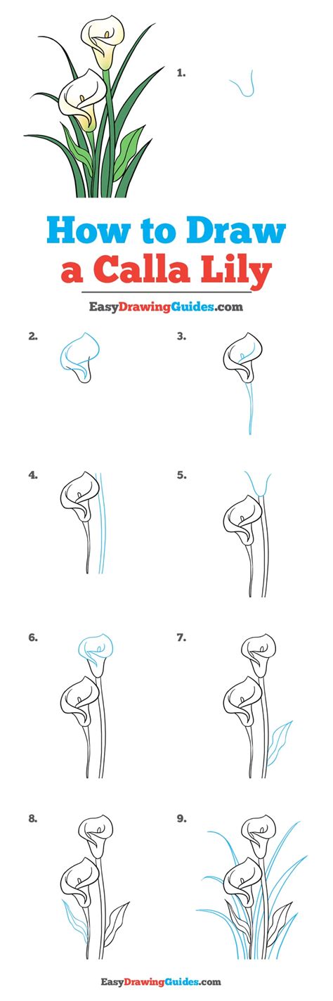 How To Draw A Lily Step By Step Waston Trunever