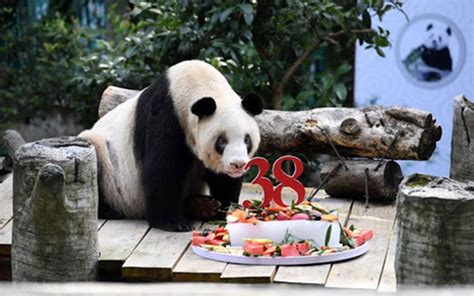 Worlds Oldest Captive Giant Panda Celebrates 38th Bday